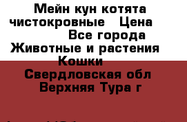 Мейн-кун котята чистокровные › Цена ­ 25 000 - Все города Животные и растения » Кошки   . Свердловская обл.,Верхняя Тура г.